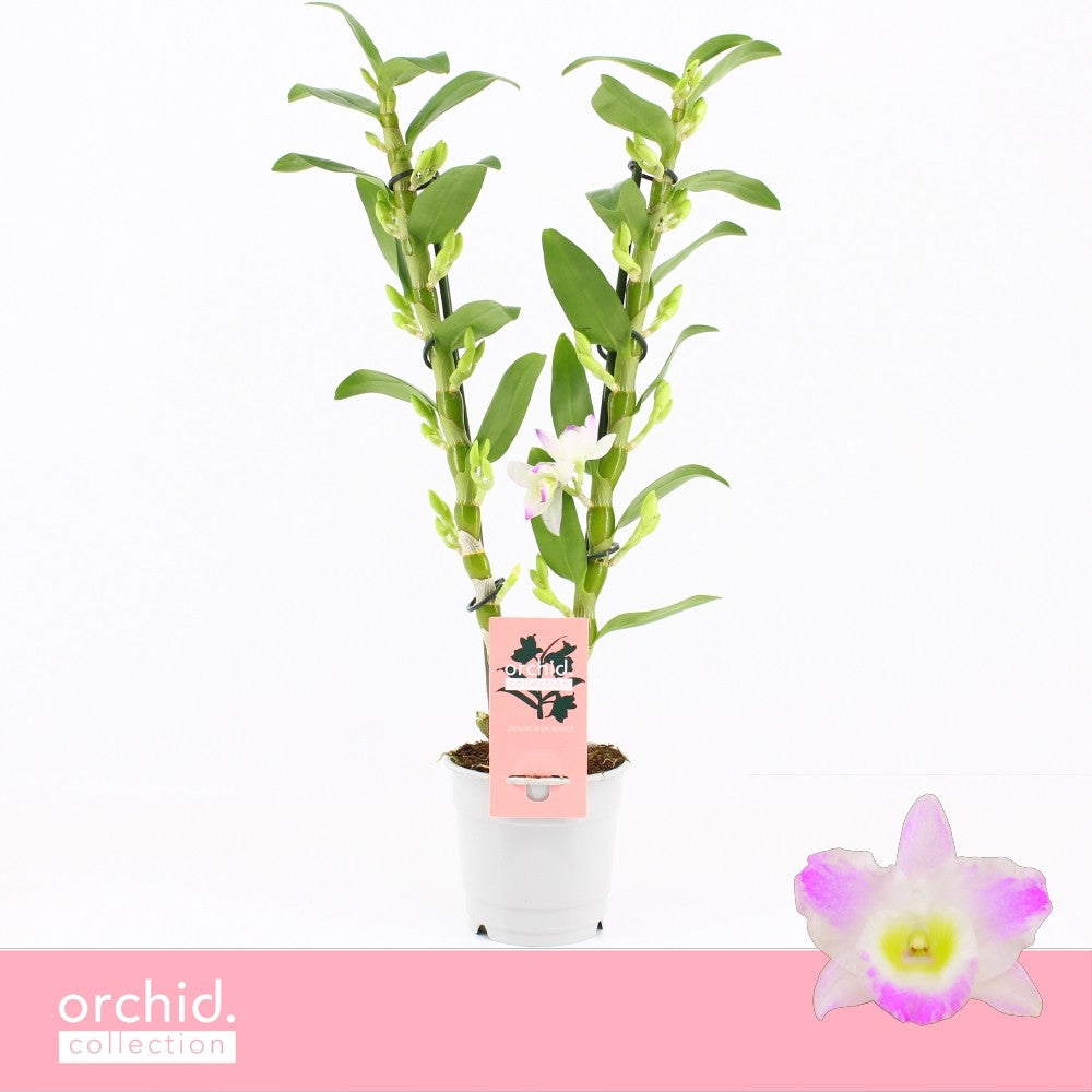 Dendrobium Pandora 50cm 12cm Pot