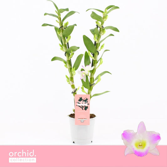 Dendrobium Pandora 50cm 12cm Pot
