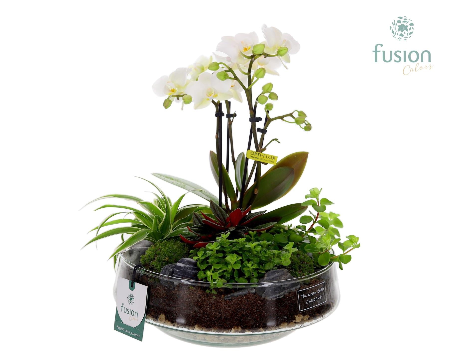 Fusioncolors BV Green Bottle Iris Large met 4tak Phalaenopsis Arrangement 24 uurs levertijd Pack of 2