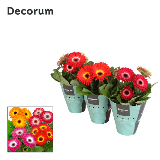 Gerbera mix 20cm 12cm Pot