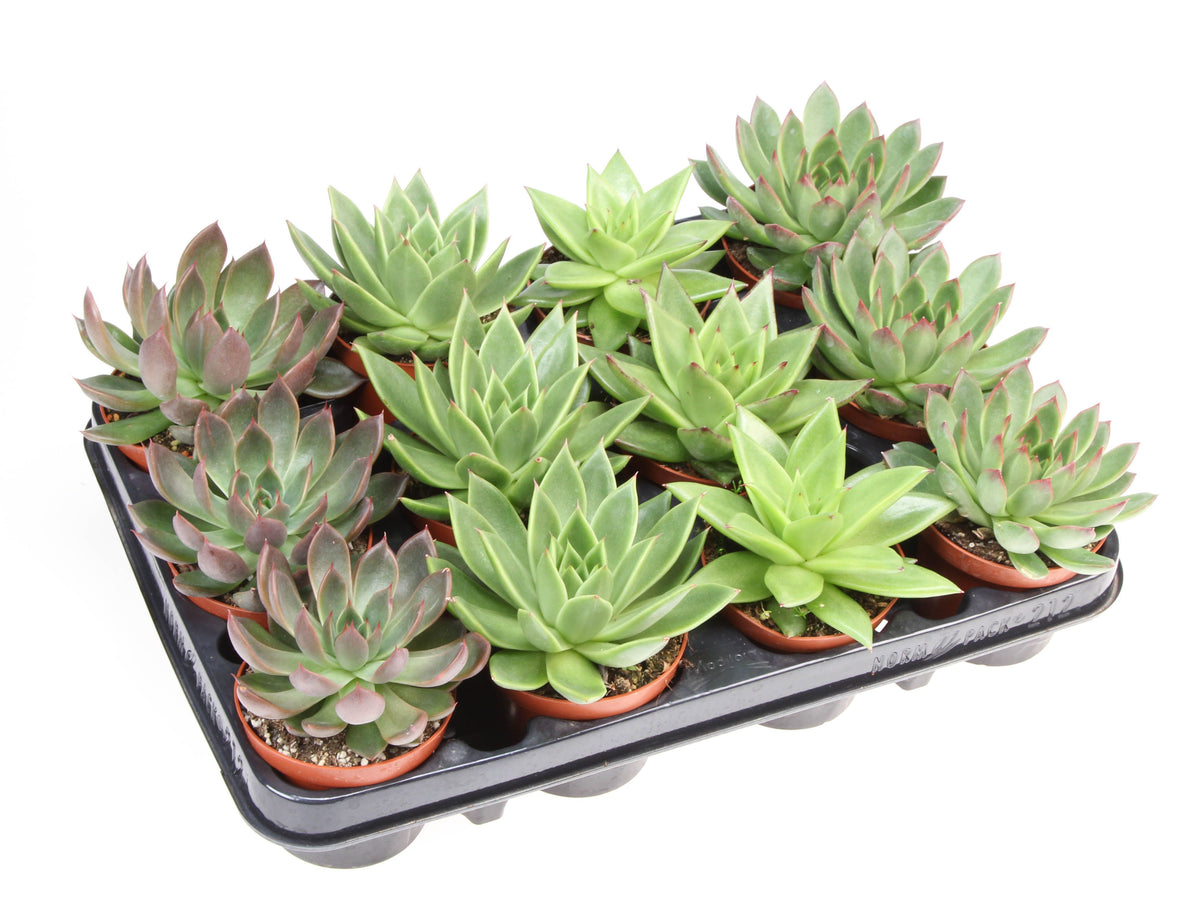 Echeveria Hybrid 10cm 8.5cm Pot