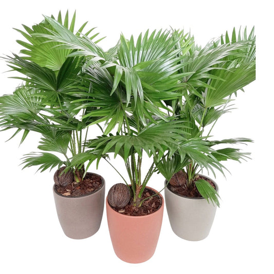 Livistona rotundifolia 60cm 18cm Pot