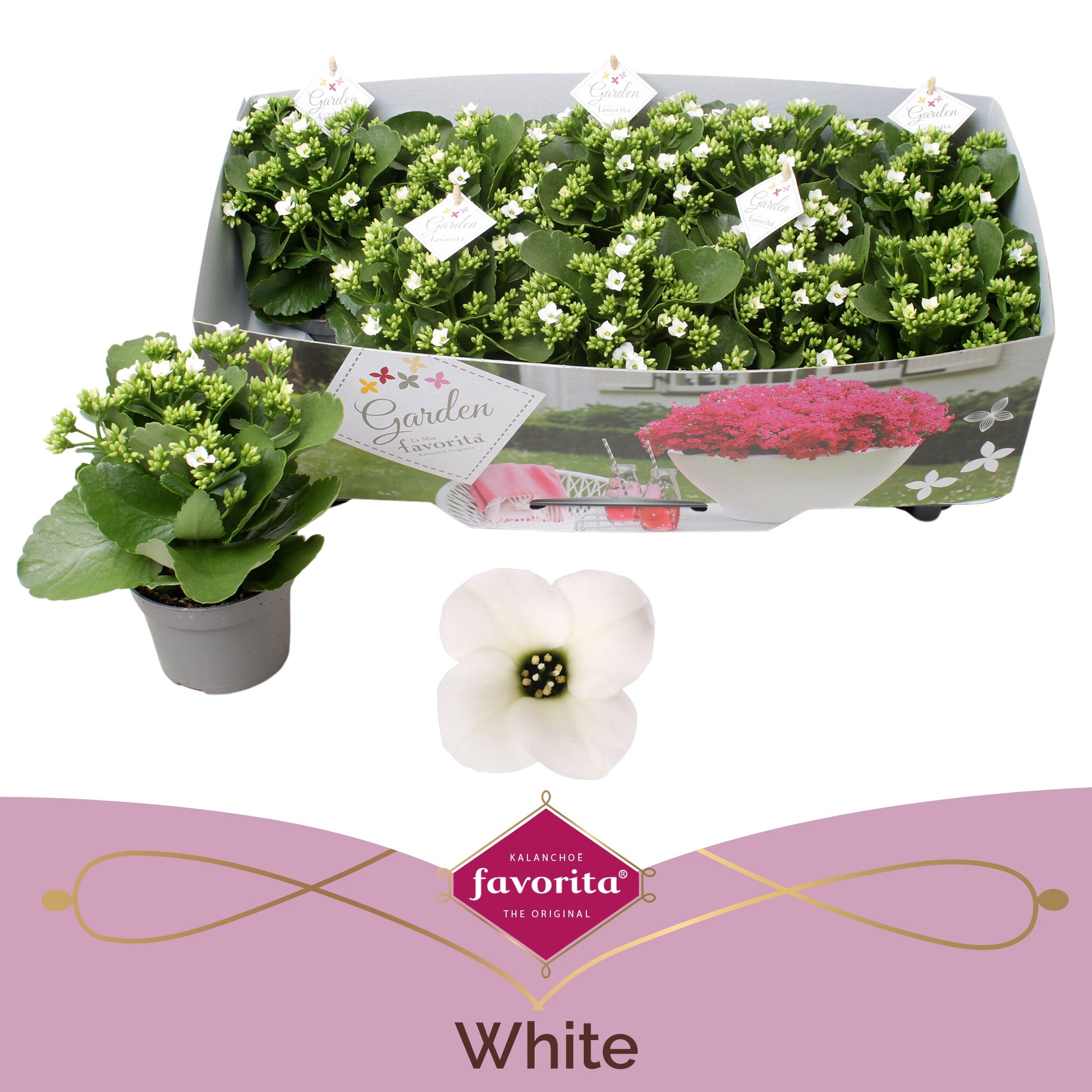 Kalanchoe patio white 22cm 10.5cm Pot