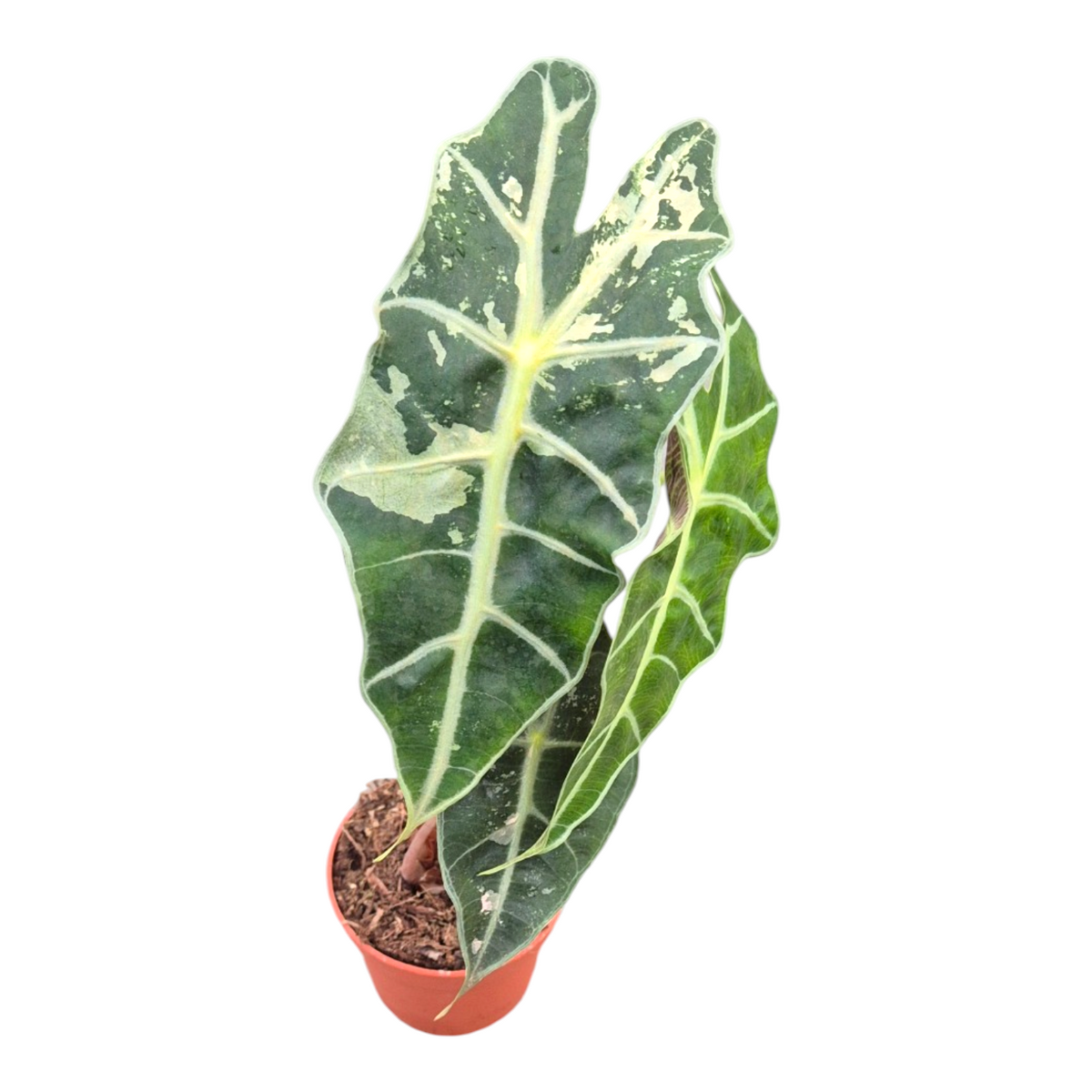 Alocasia amazonica 10cm 7cm Pot