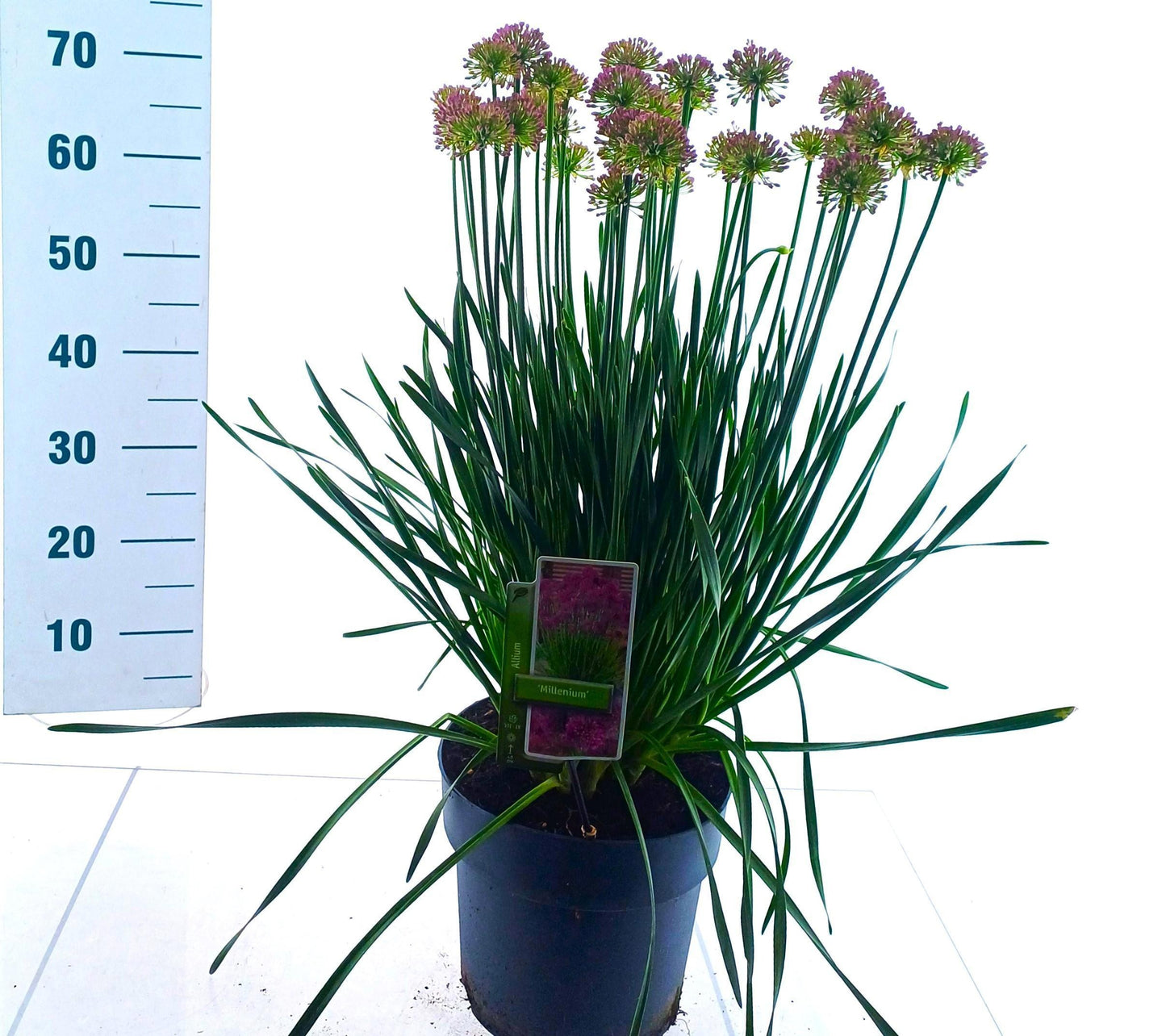 Allium Millennium 70cm 23cm Pot