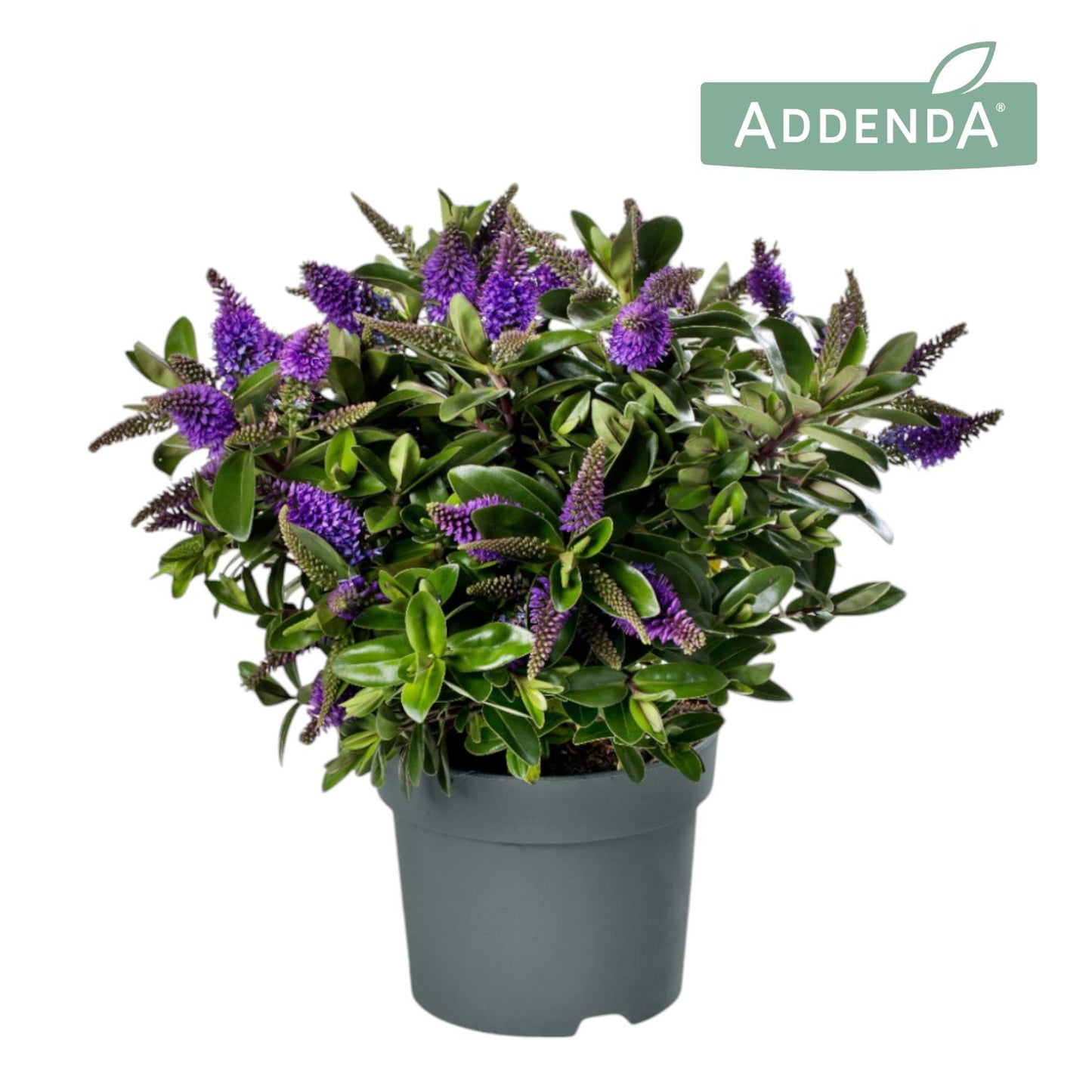 FlevoFlora Hebe Donna Purple Pack of 6