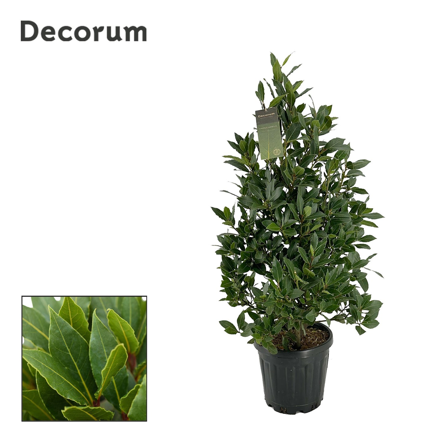 Laurus nobilis 100cm 25cm Pot
