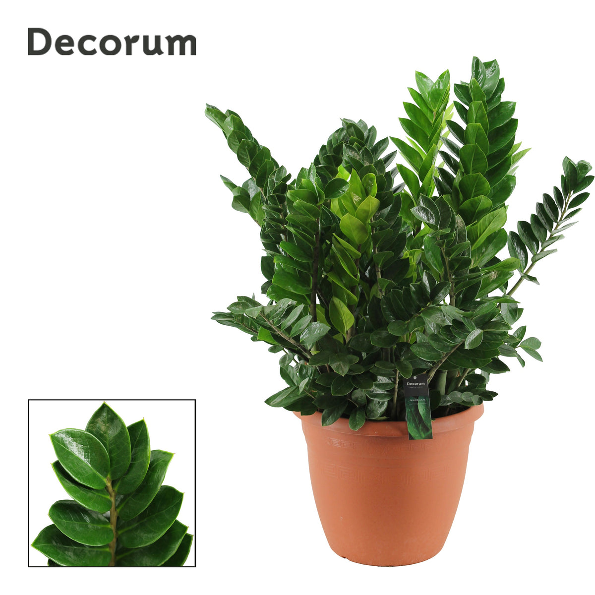 Zamioculcas zamiifolia 100cm 37cm Pot
