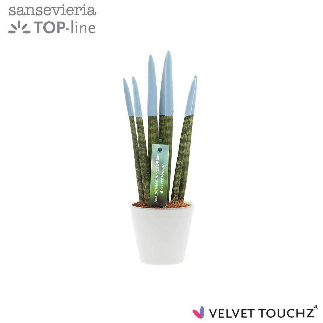 Sansevieria cylindrica 32cm Special Pot (508)