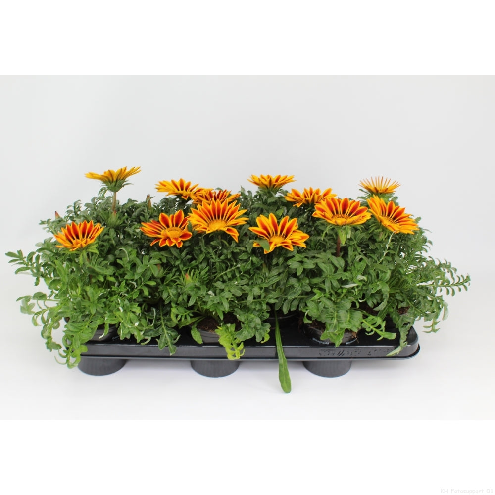 Gazania Daybreak Red Stripe 25cm 510cm Pot