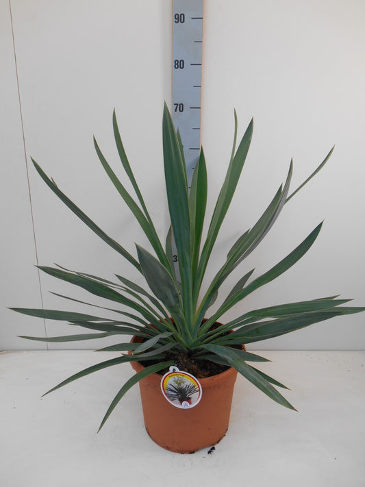 Yucca gloriosa 50cm 26cm Pot