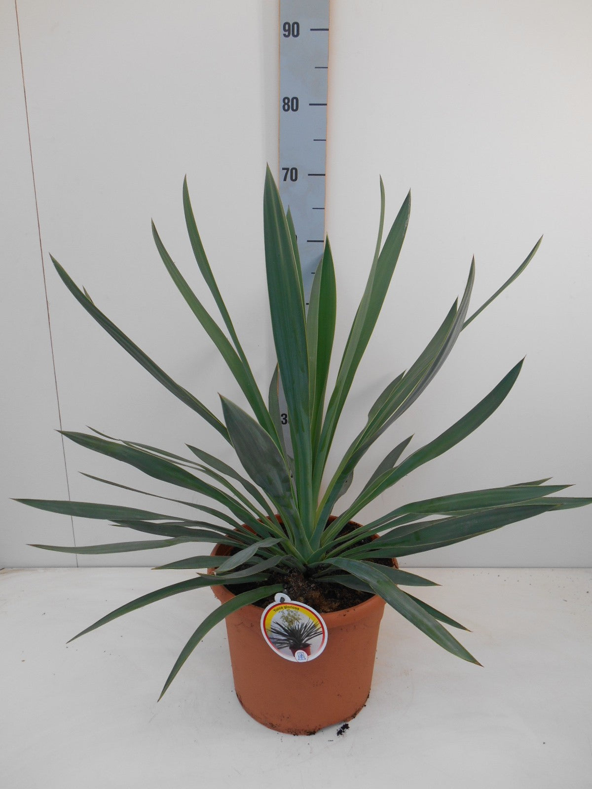 Yucca gloriosa 50cm 26cm Pot