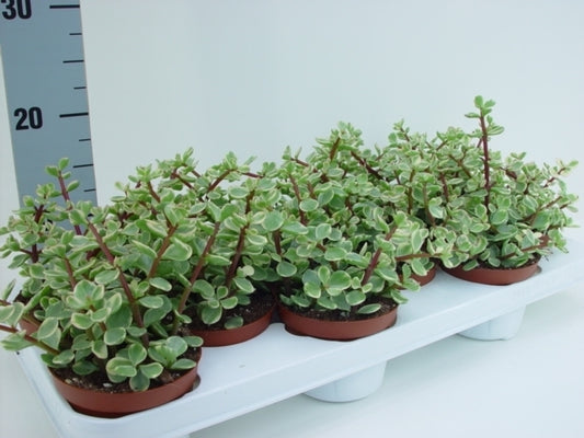 Portulacaria afra Variegata 15cm 11cm Pot