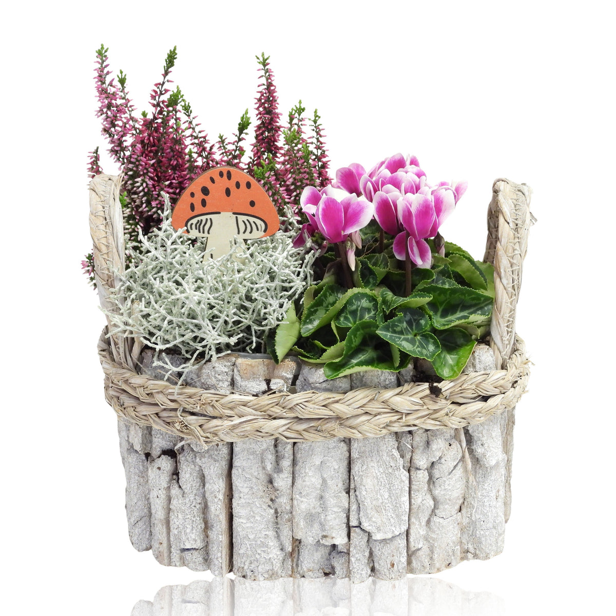 Outdoor arrangement 25cm 22cm Pot
