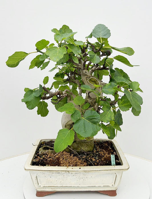 Bonsai Metasequoia Forest 65cm 37cm Pot