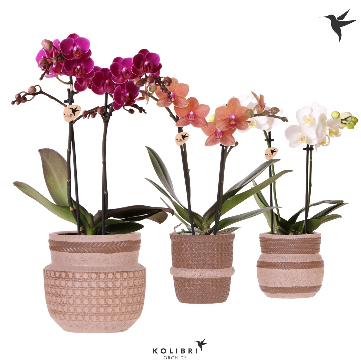 Phalaenopsis 2 spike mix 40cm 9cm Pot
