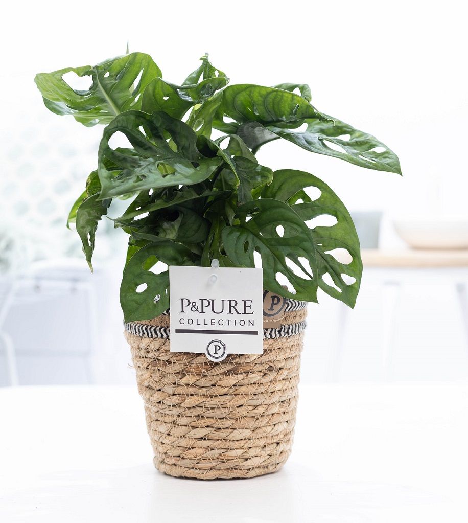 Monstera adansonii 20cm 12cm Pot