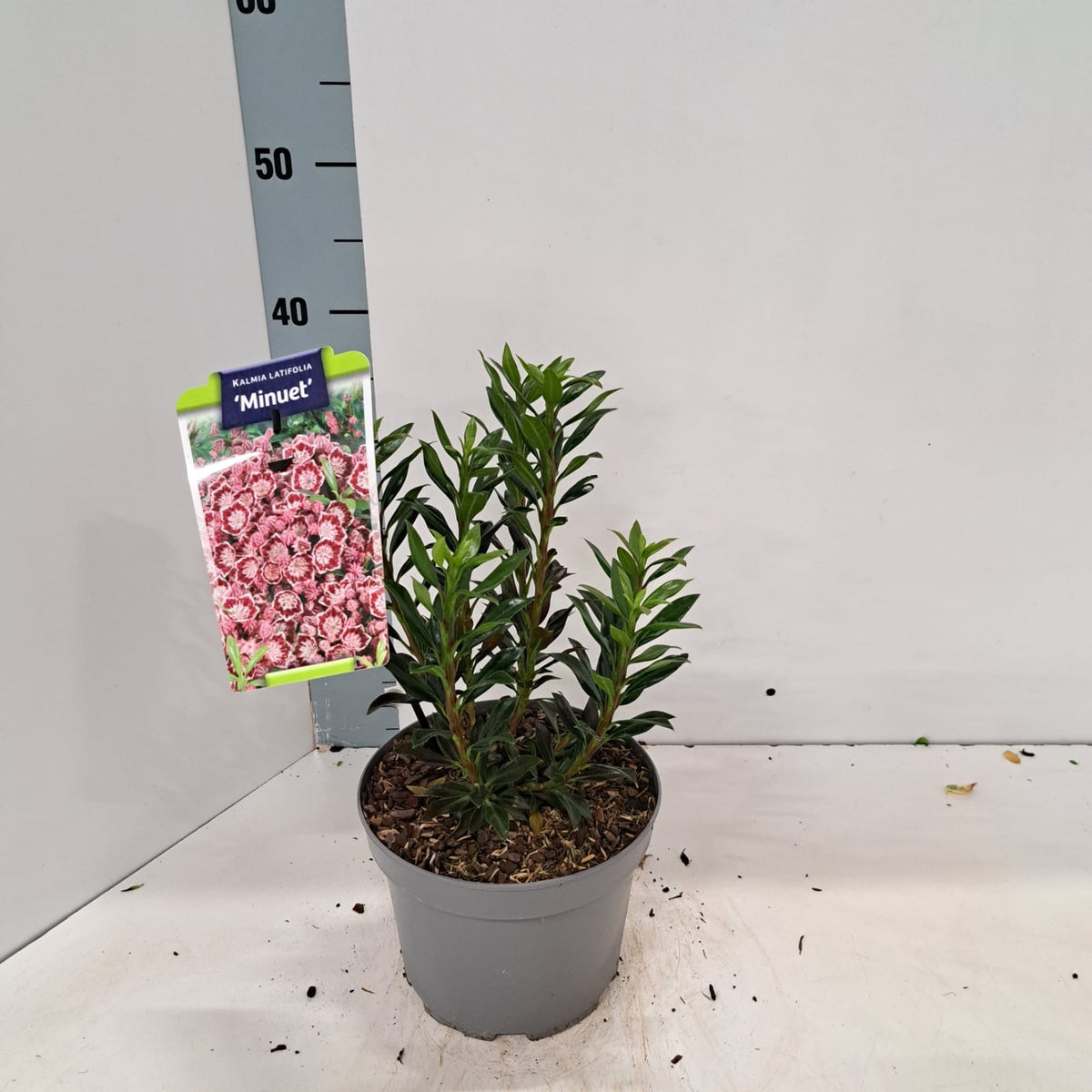 Kalmia latifolia 30cm 19cm Pot