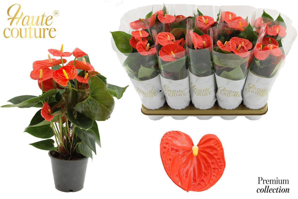 Anthurium Cinemato 40cm 12cm Pot