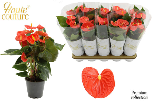 Anthurium Cinemato 40cm 12cm Pot