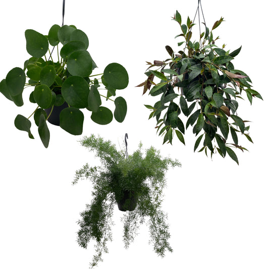 Quakelplant BV Foliage houseplants mix Pack of 3
