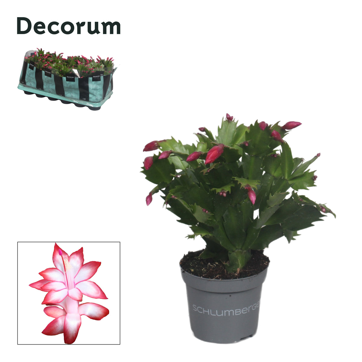 Schlumbergera Zaraika 18cm 9cm Pot