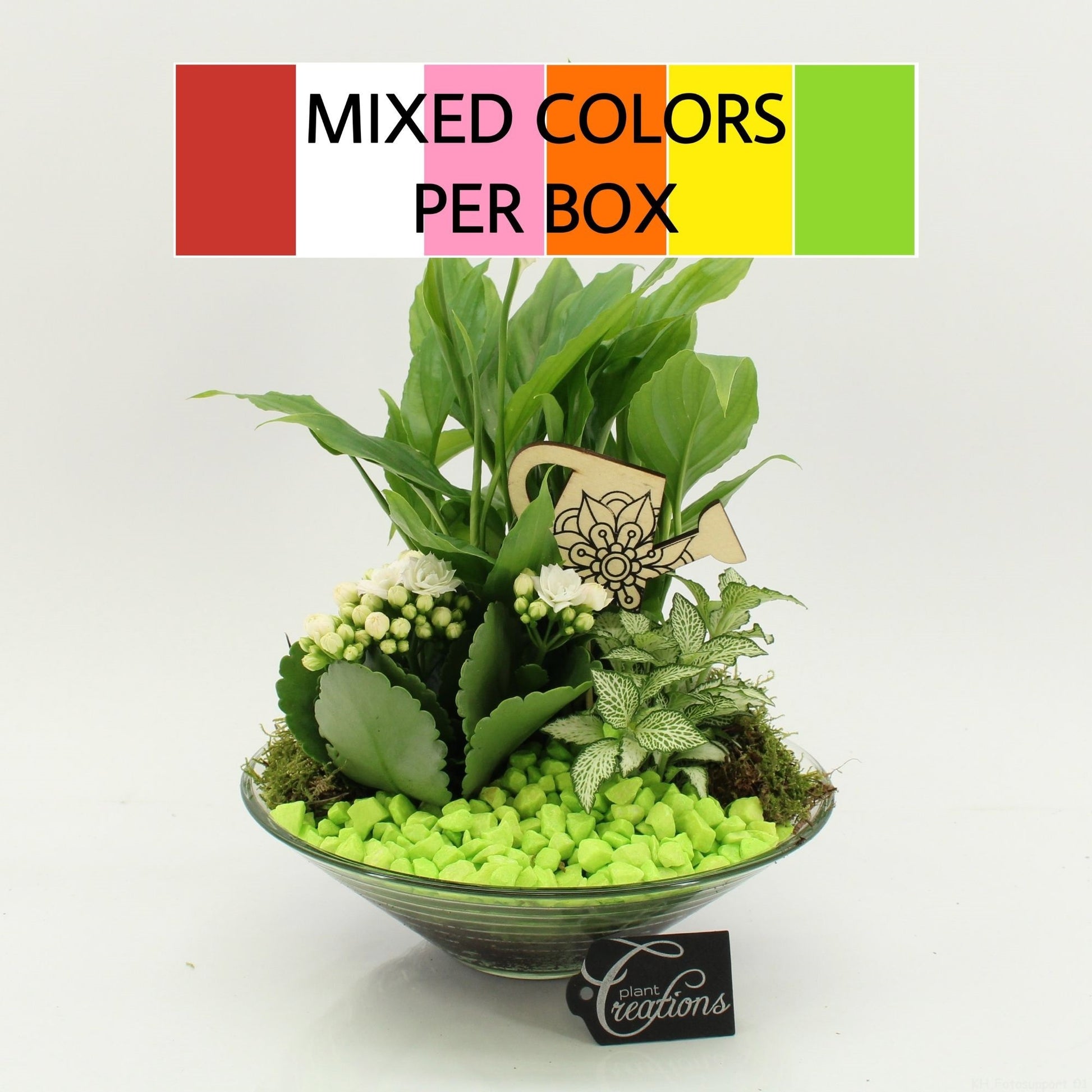 FDCR-2602M Basic Fundamentals 35cm 25cm Pot