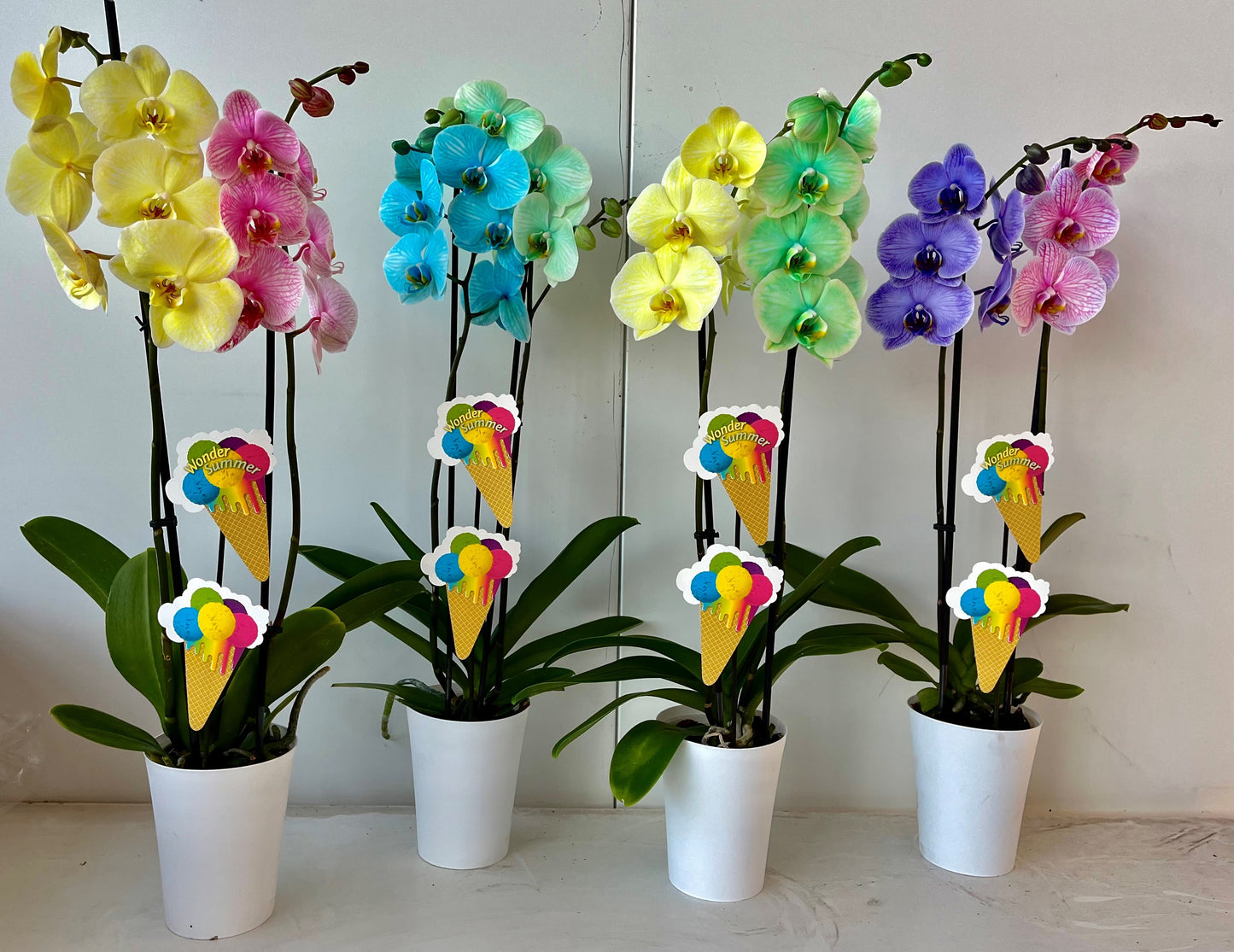 Phalaenopsis Hybrid 70cm 12cm Pot