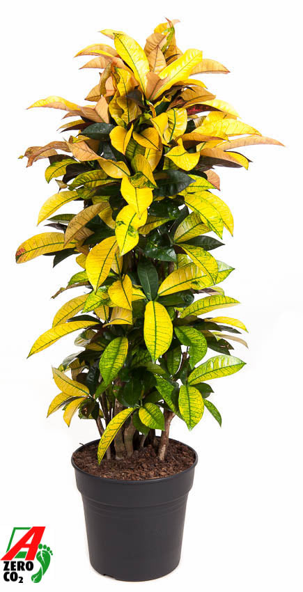 codiaeum-mrs-iceton-150cm-31cm-pot