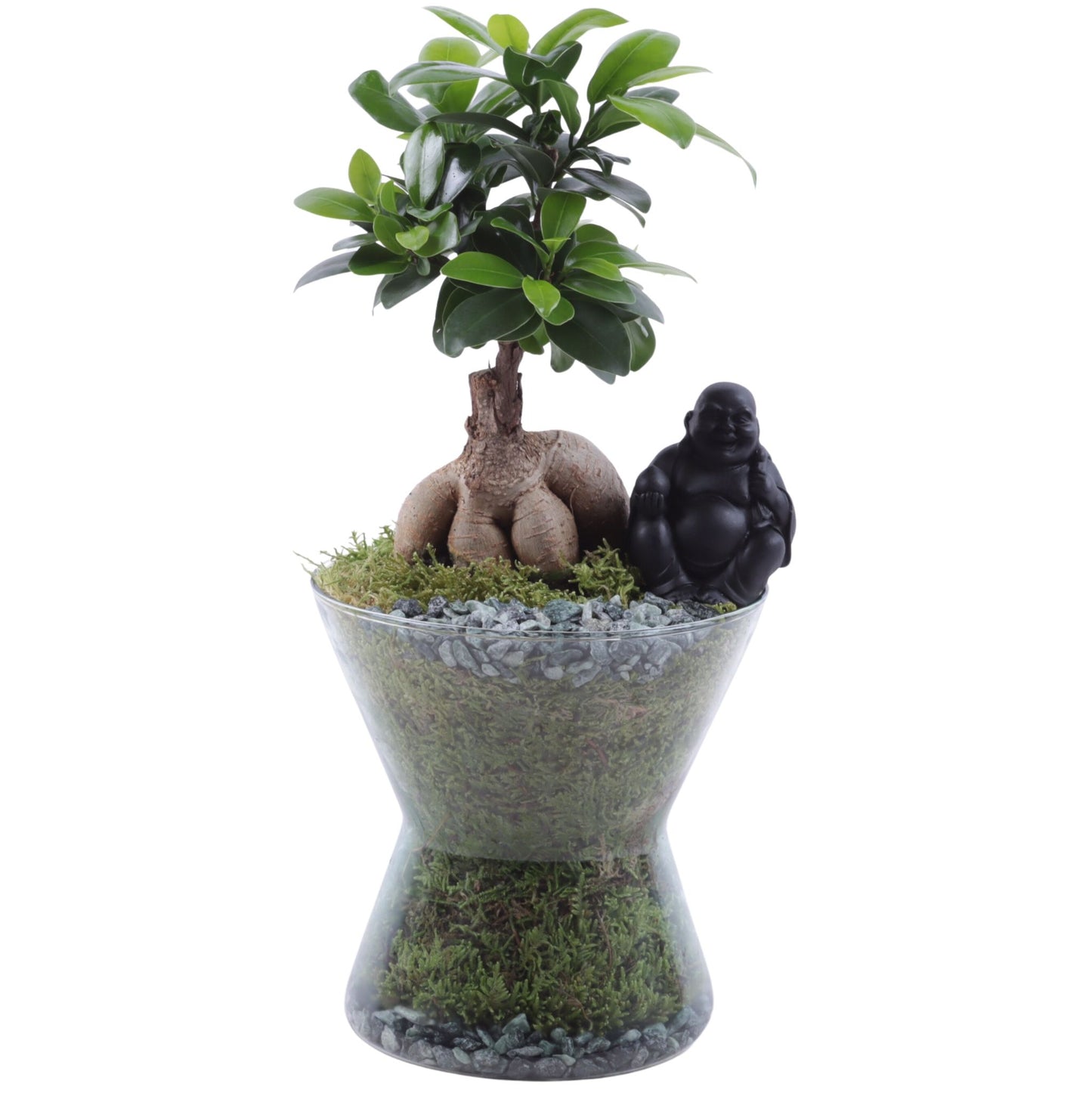 Ficus Ginseng 35cm 16cm Pot