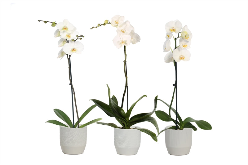 Phalaenopsis white 55cm 12cm Pot