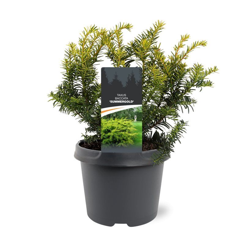 Taxus Summergold 30cm 19cm Pot