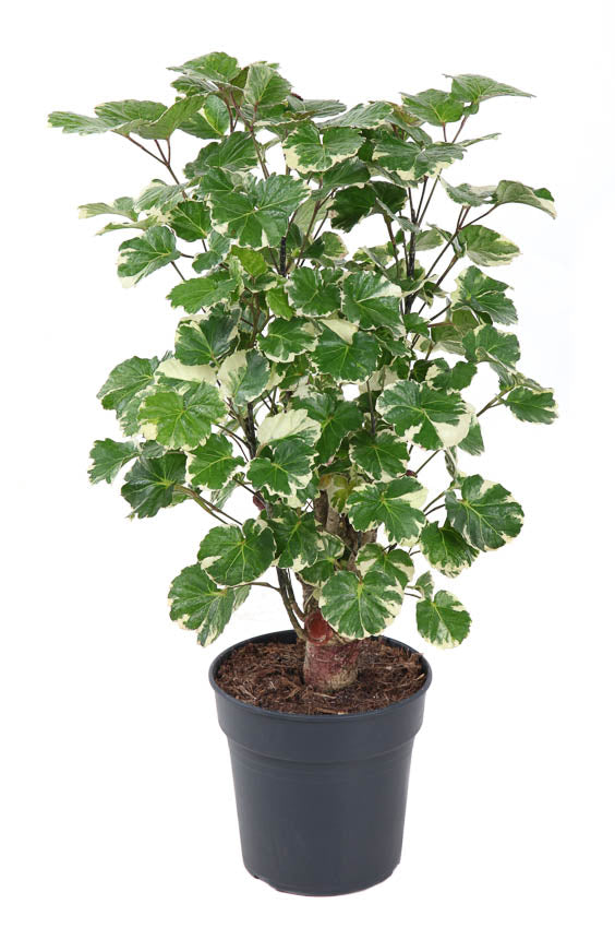 Polyscias scut. Balfourii 70cm 19cm Pot