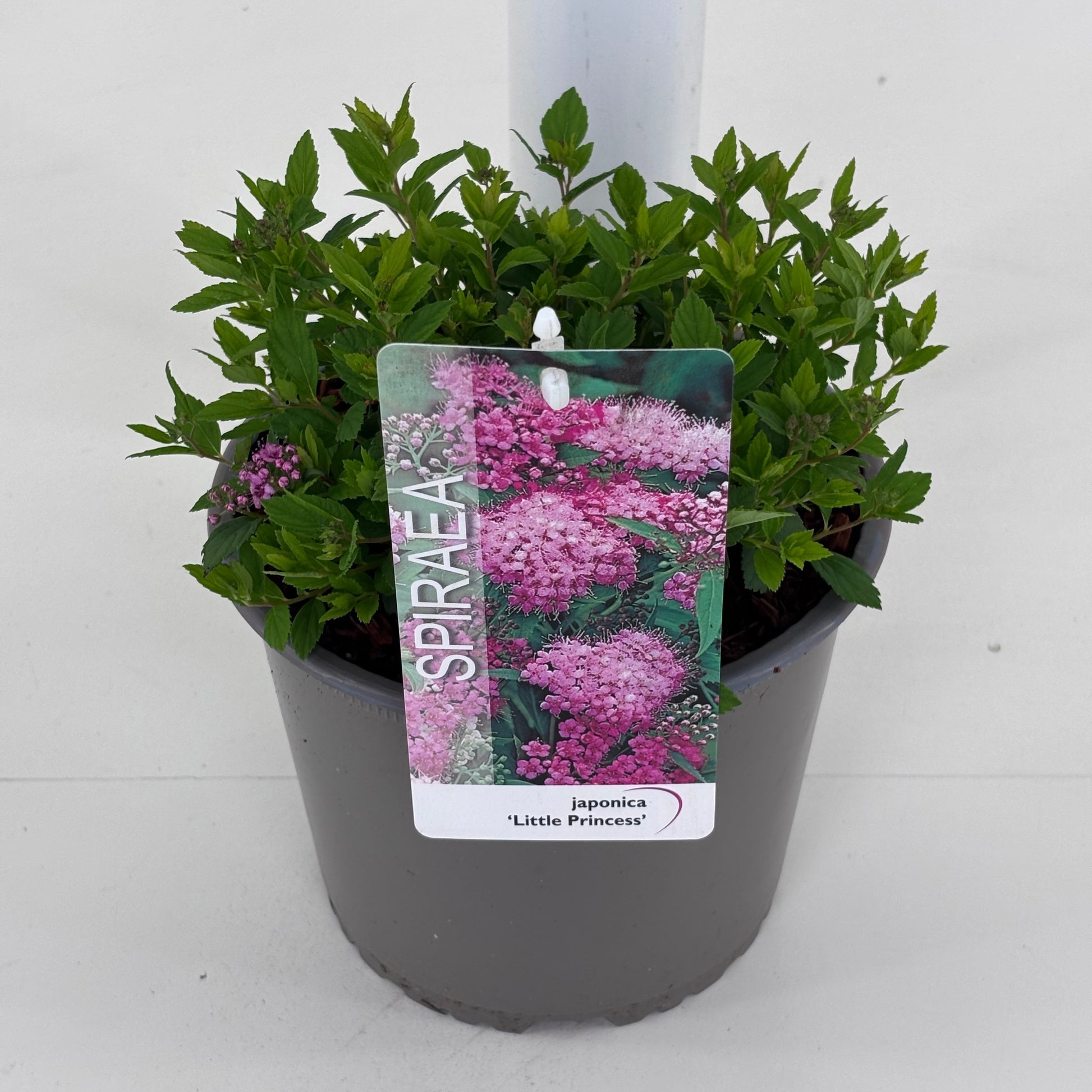 Spiraea japonica Little Princess 20cm 19cm Pot