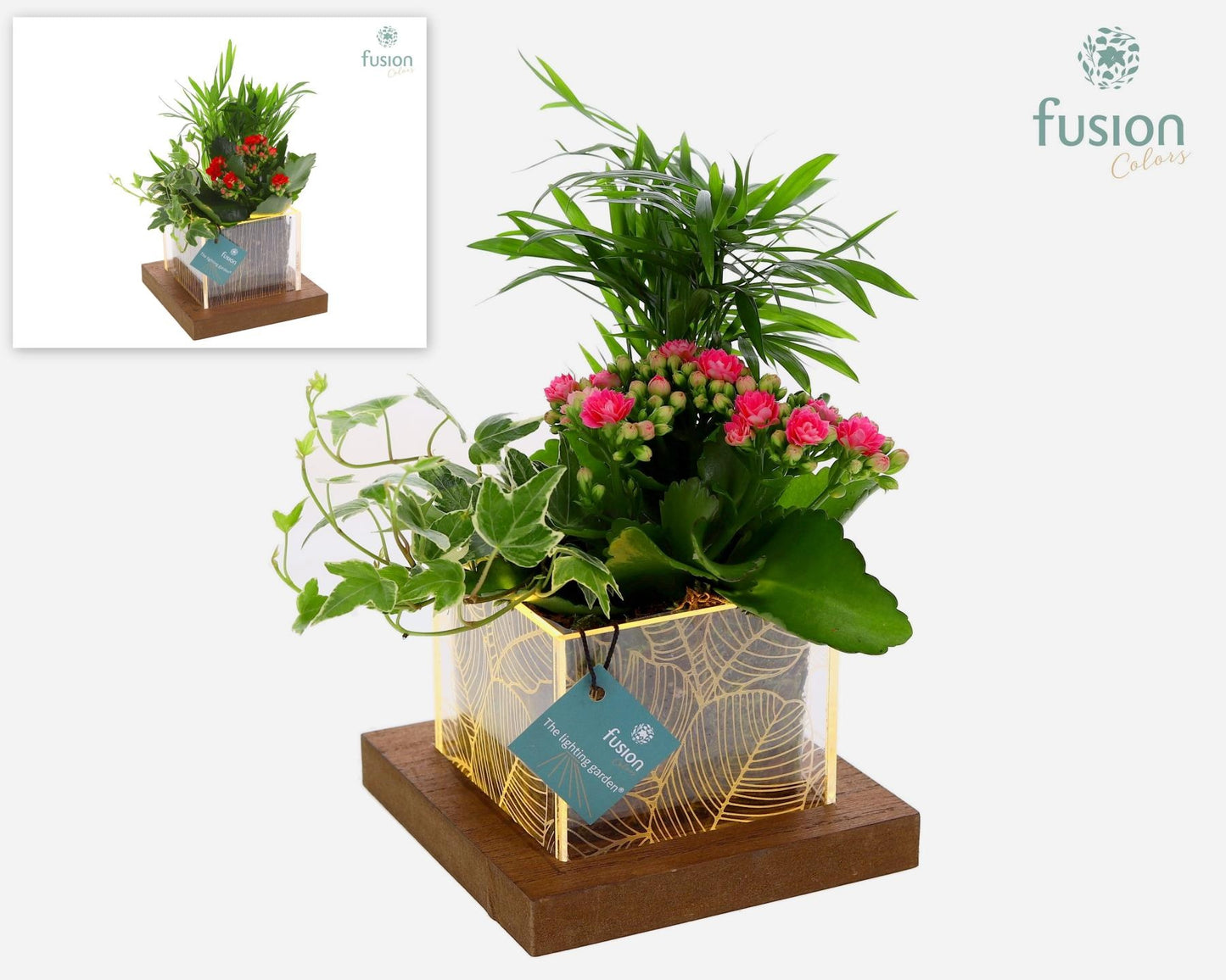 Fusioncolors BV Acryl LED bakje met arrangement 3pp Pack of 6