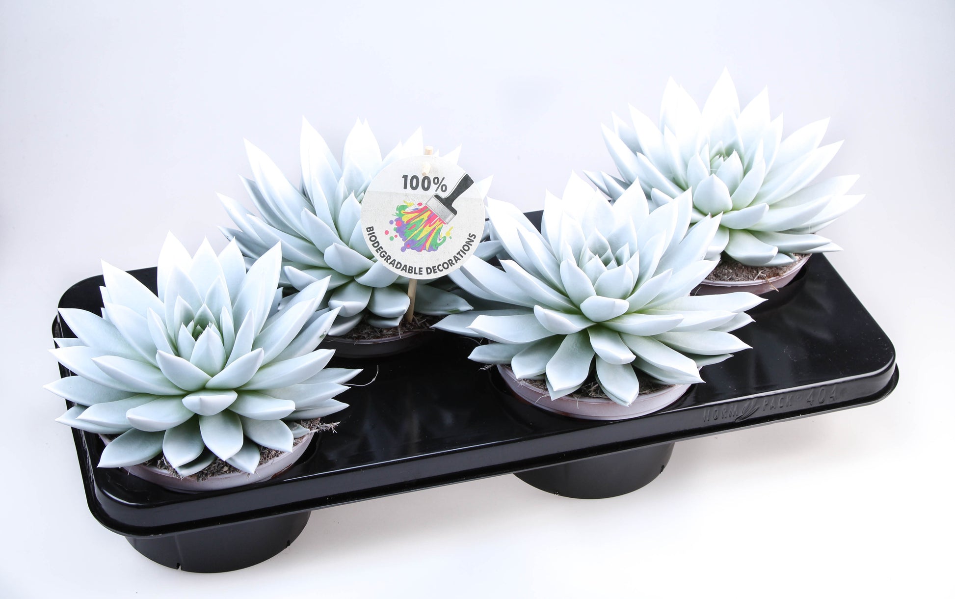 Rainbow white 20cm 15cm Pot