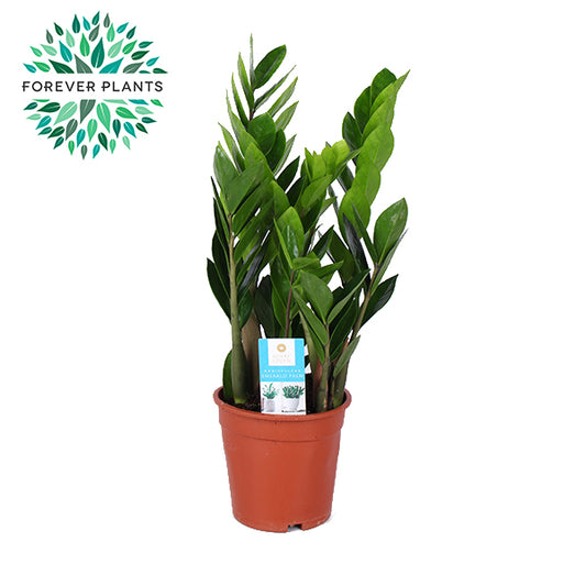 Zamioculcas zamiifolia 55cm 17cm Pot