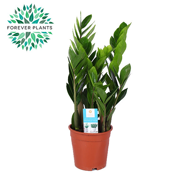 Zamioculcas zamiifolia 55cm 17cm Pot