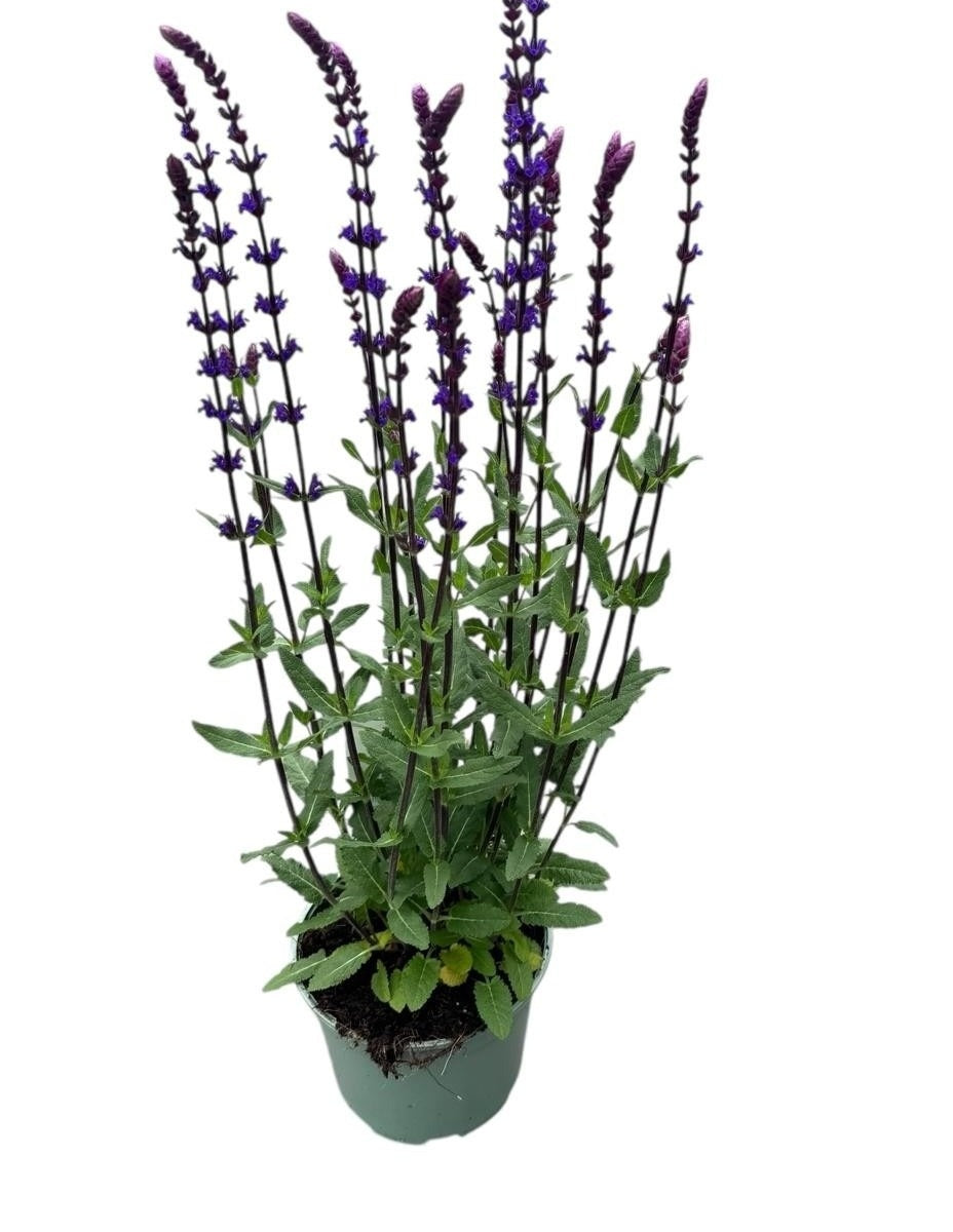 Salvia nemorosa 60cm 17cm Pot