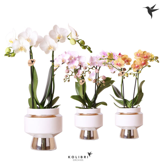 Phalaenopsis mix 40cm 9cm Pot