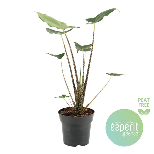 Alocasia Siberian Tiger 55cm 17cm Pot