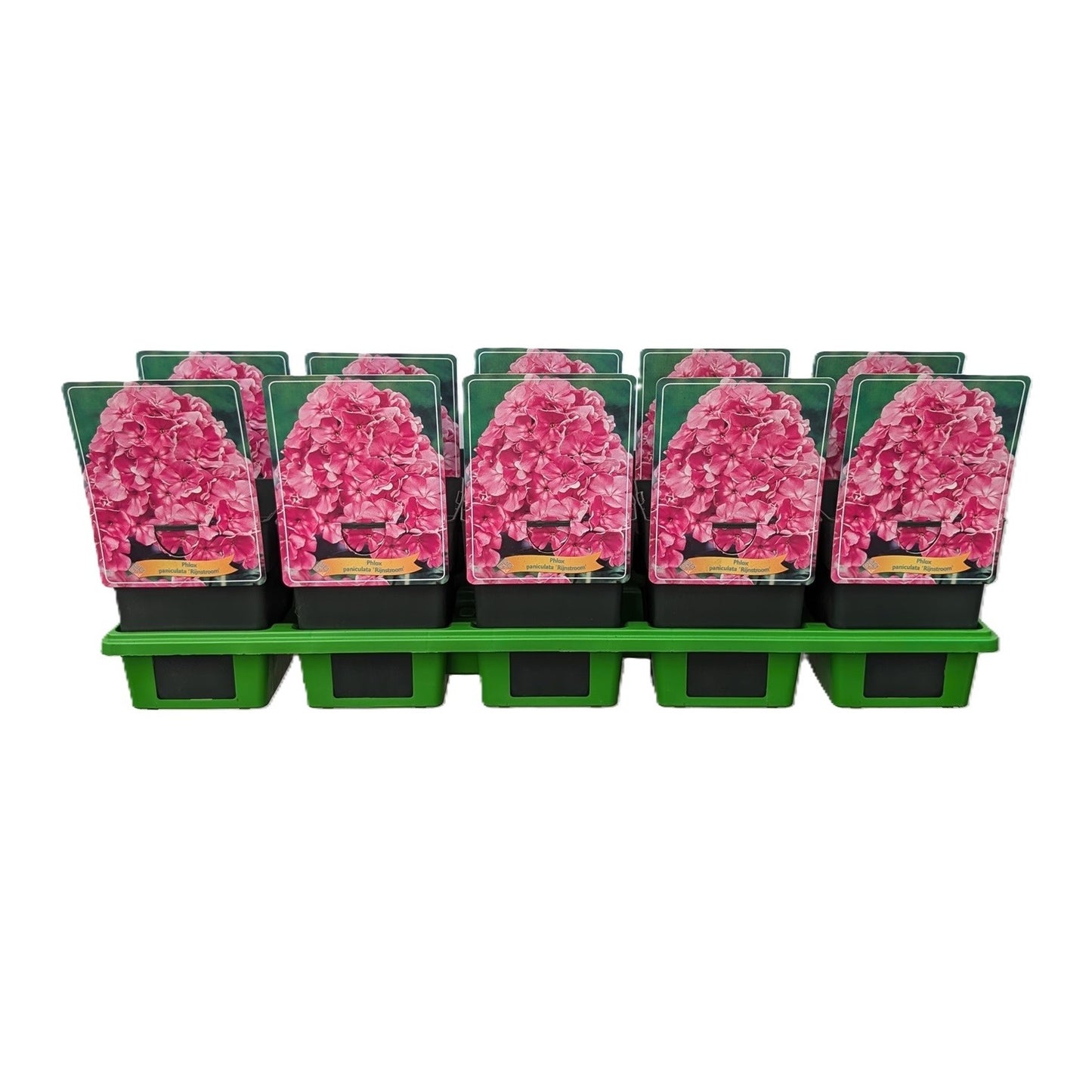 Phlox pan. Rijnstroom 25cm 11cm Pot