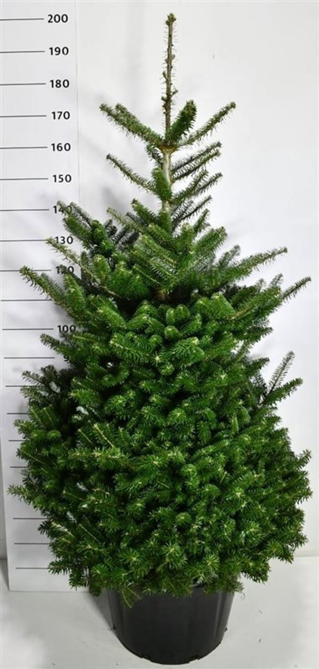 Abies koreana 180cm 54cm Pot