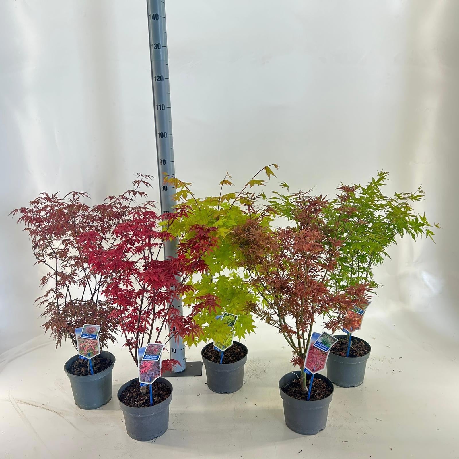 Acer palmatum mix 70cm 19cm Pot