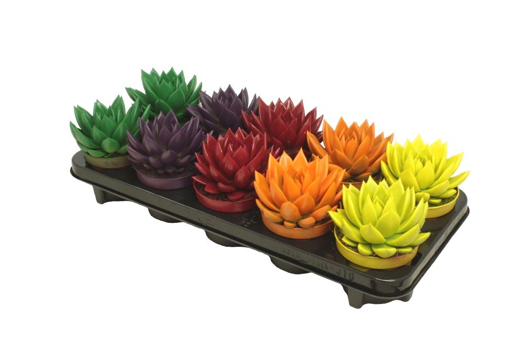 Amigo Plant VOF Echeveria colored autumn mix Pack of 10