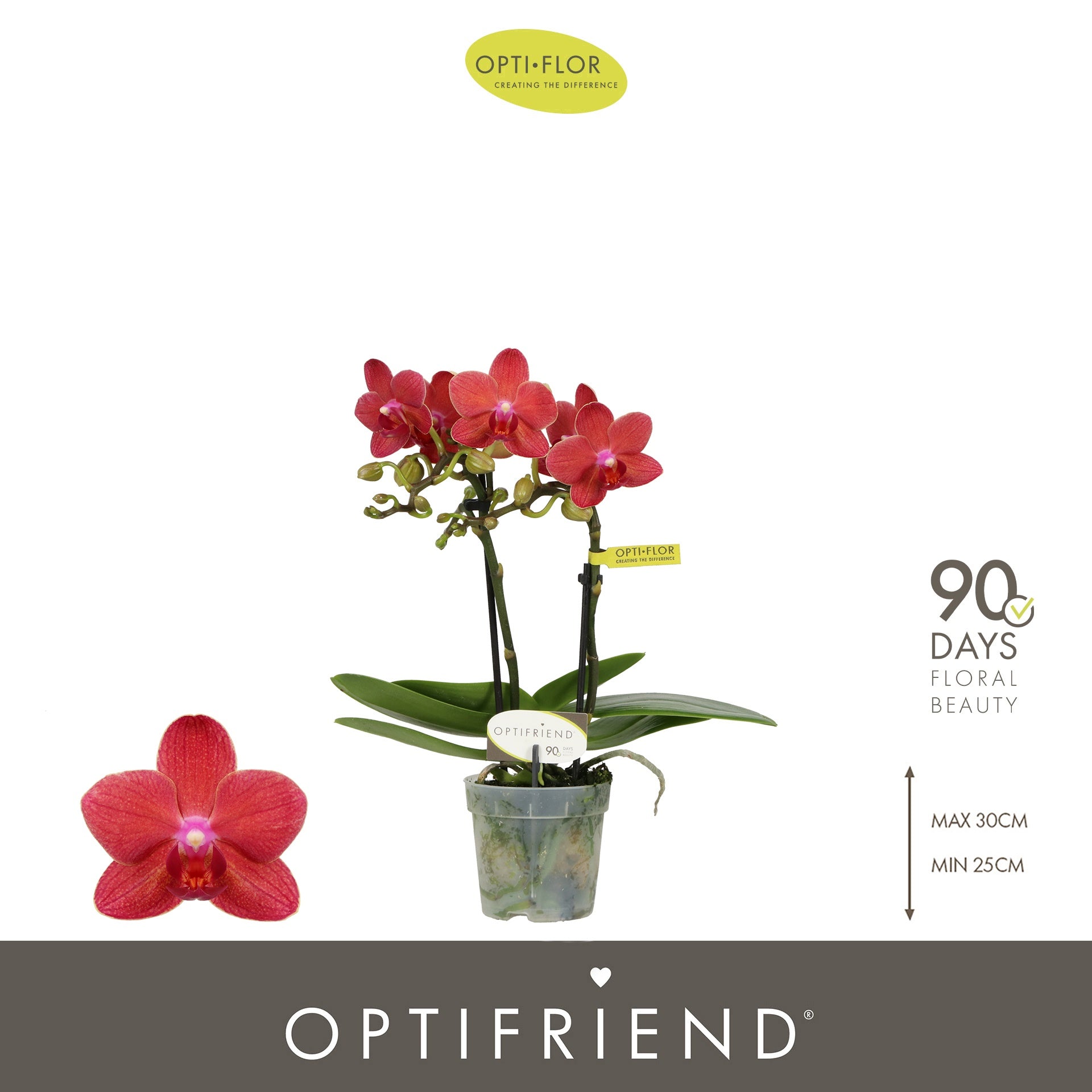 Phalaenopsis red 25cm 7cm Pot
