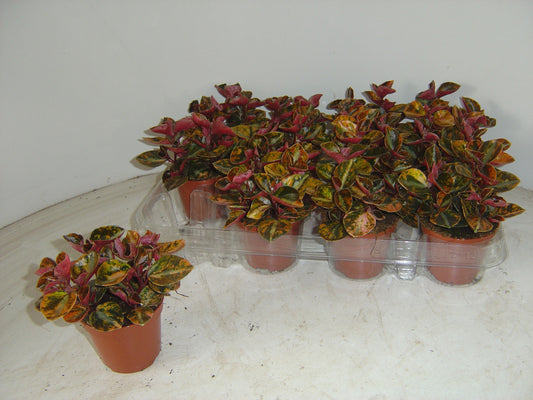 peperomia-caperata-7cm-7cm-pot