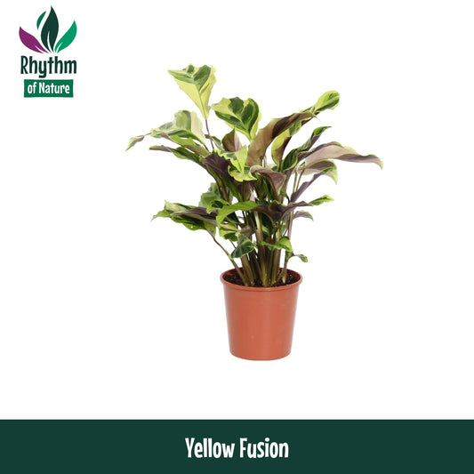 Calathea Fusion Yellow 40cm 12cm Pot