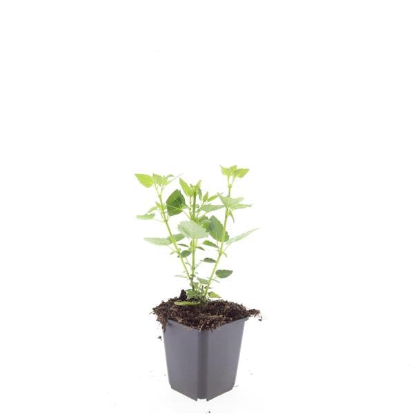 Boer, W.T.M. de Agastache Blue Fortune Pack of 12
