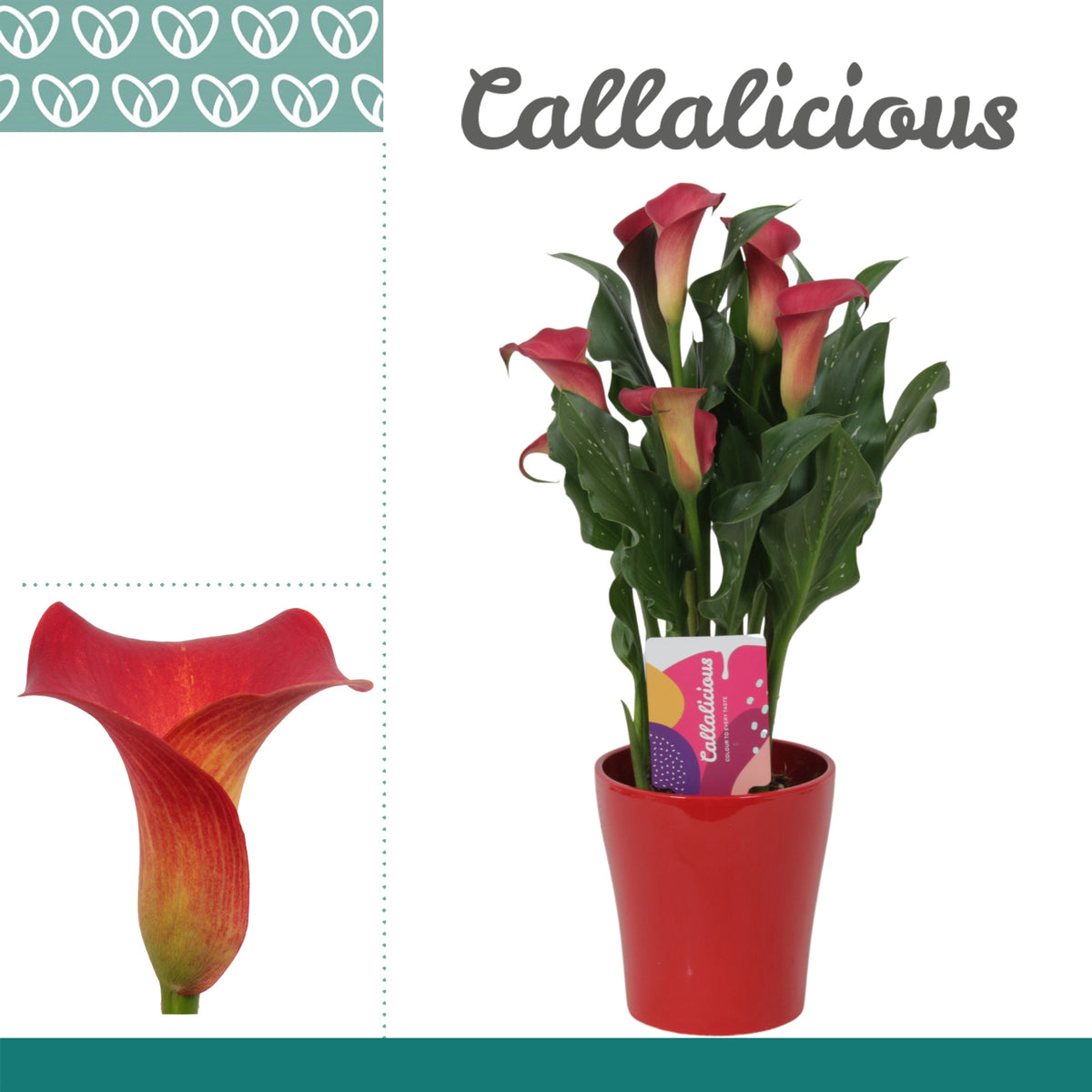 Zantedeschia Red Alert 35cm 12cm Pot